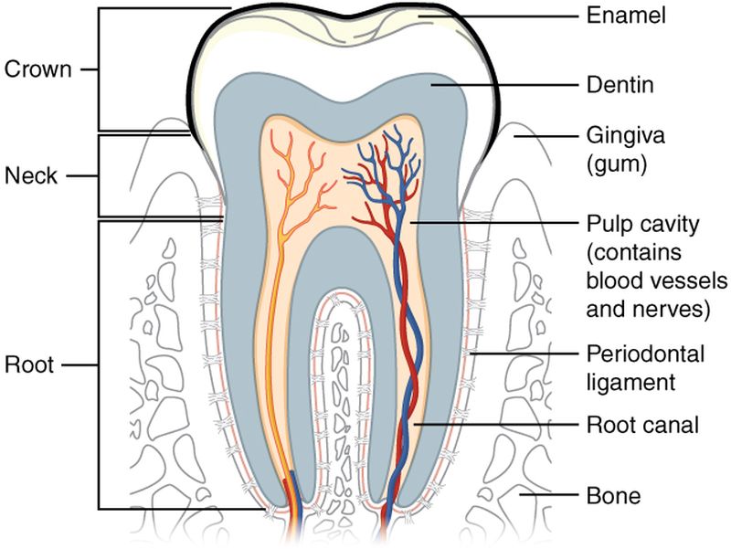 
				How to ease the pain caused by toothache?		